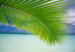 Palm Tree [Beach]