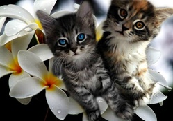 Kittens &amp; Plumeria