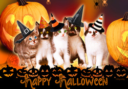 ♥ ☻☻☻ Halloween Kittens ☻☻☻ ♥