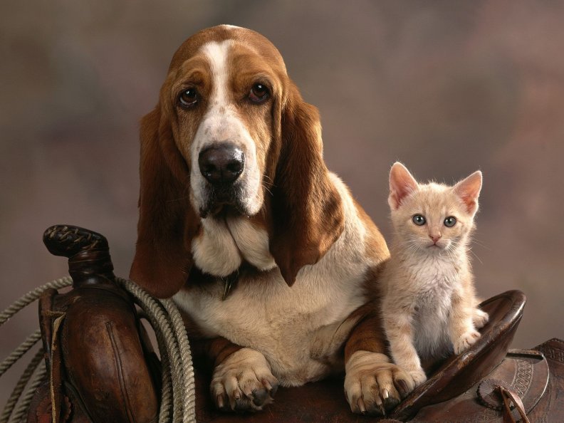 *** DOG AND CAT ***
