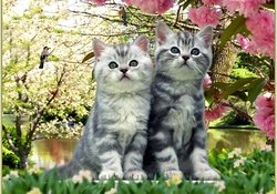 cute cats......
