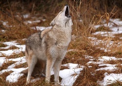 Howling Coyote Montana