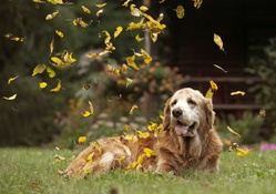 *** Golden retriever and autumn ***