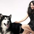*** Beauty with malamut dog ***