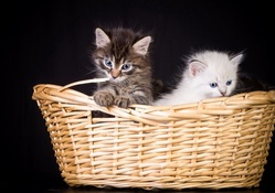 *** Kittens in basket ***