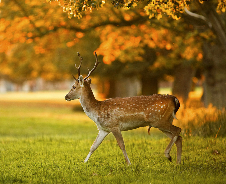 Deer stag in autumn evening light