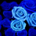 BLUE ROSES
