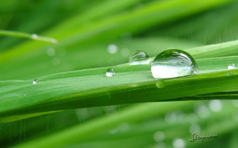 raindrops_shining_on_green_grass.jpg