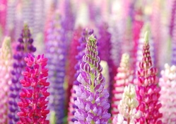 Pink and Purple Lupins