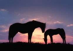 Horses sunset silhouette