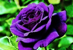 Purple Rose Petals