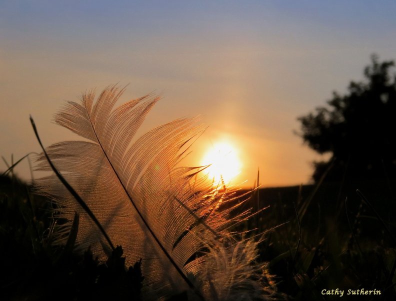 Sunset Through A Feather
