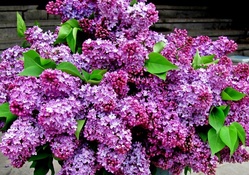 Bouquet Lilac