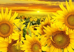 Sunset Funflowers