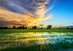 Rice Field At Sunset