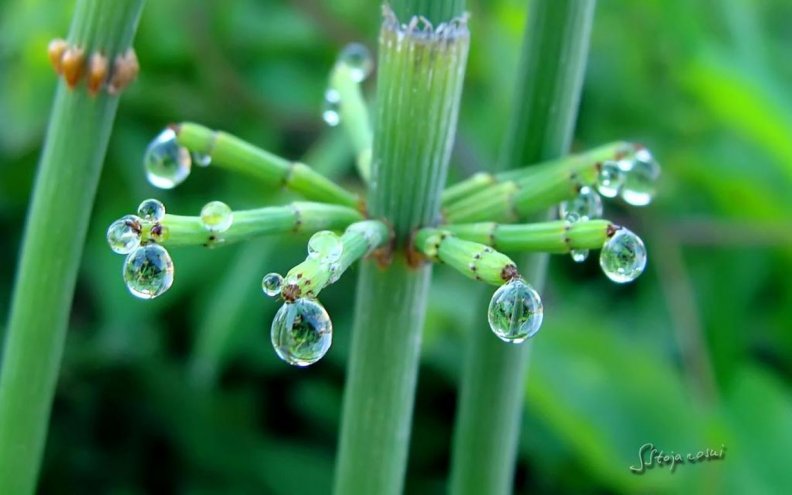 Morning dewdrops on hanghorsetail plant