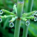Morning dewdrops on hanghorsetail plant