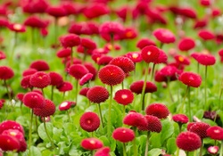 Red Flowers Garden