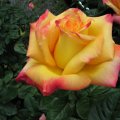 Yellow Blend Rose