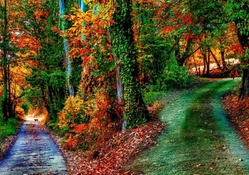wonderful paths in an october forest hdr