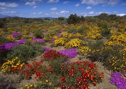 Flower Field in South Africa