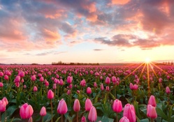 Sunset Over the Tulips Field