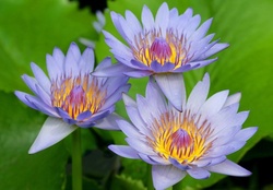 Three blue lotus