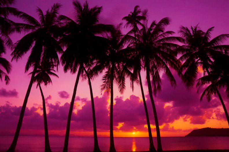 palm_trees_at_sunset.jpg