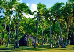 Island Hut surrounded by Palm Trees