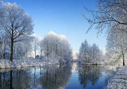 Trees on River in Winter