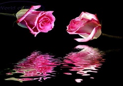 Mirrored Rose Reflection