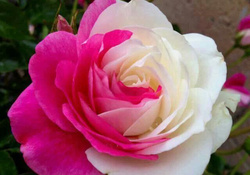 Pink White Camellia