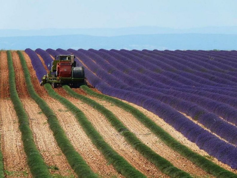 harvesting_lavender.jpg