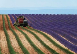 Harvesting Lavender
