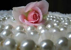 Rose with Pearls