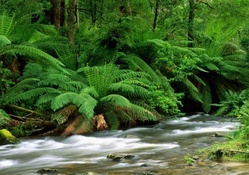 Beauty of Australian National Park