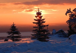 Winter Sunset over Fir Trees