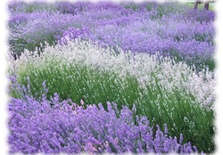 Amazing lavender field
