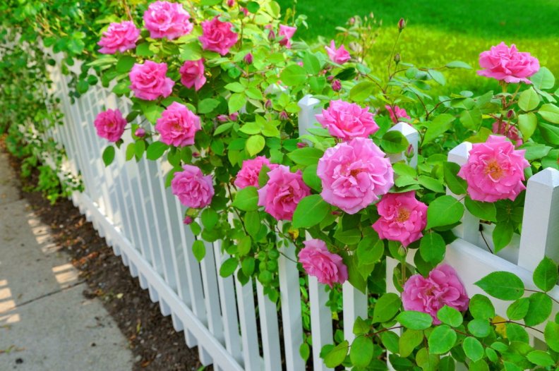Fence with roses