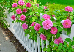 Fence with roses