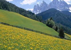 Flowers on Italian Mountainside