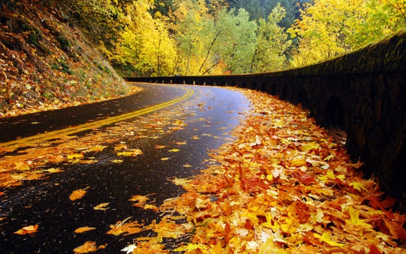 Autumnn Road