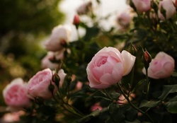 beautiful pink garden roses