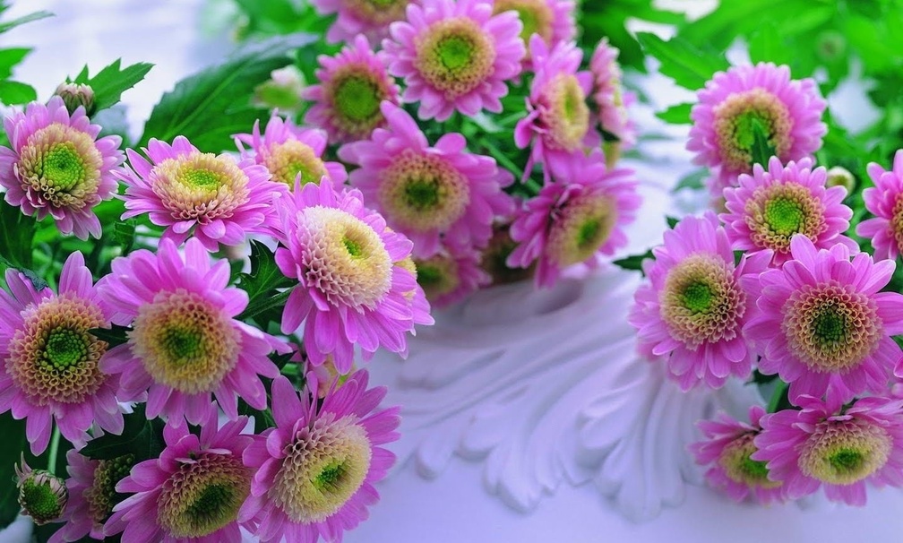 Pink  flowers