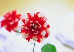 Red and White Flower