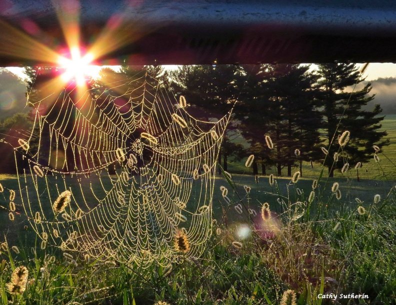 Spider's Web Caught The Sunrise
