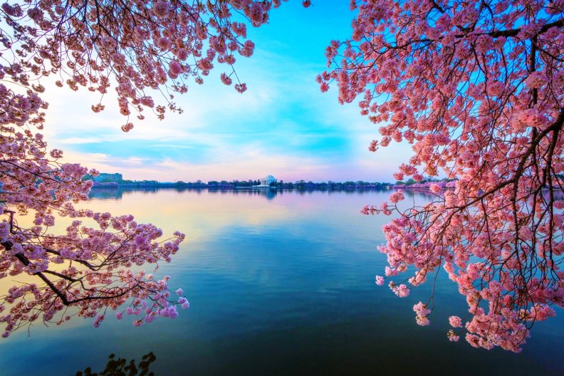 Blossomed Lake