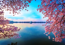 Blossomed Lake