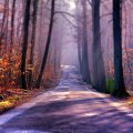 autumn forest road in focus