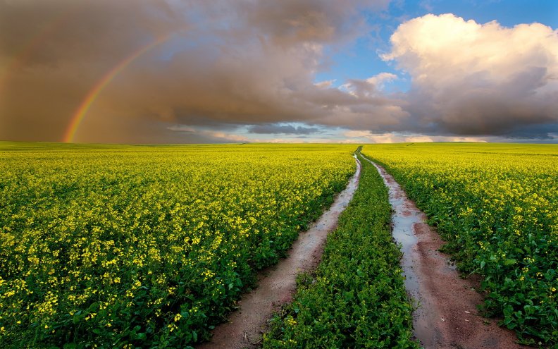 rainbow_over_canola_field.jpg